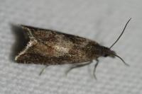 Dichrorampha acuminatana