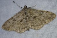 Peribatodes rhomboidaria