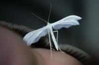 Pterophorus pentadactylus