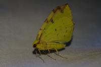 Opisthograptis luteolata