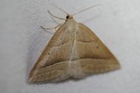 Petrophora chlorosata