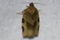 Choristoneura hebenstreitella