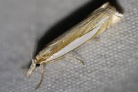 Crambus pascuella