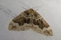 Lampropteryx suffumata