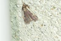 Ochropleura plecta