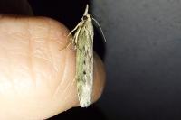 Aphomia sociella