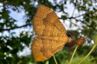 Camptogramma bilineata