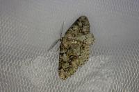 Cleorodes lichenaria