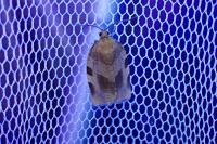 Choristoneura hebenstreitella