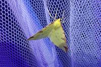 Opisthograptis luteolata