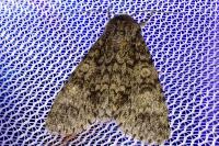 Acronicta megacephala