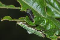 Tortrix viridana