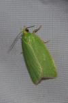 Tortrix viridana