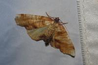 Plagodis dolabraria