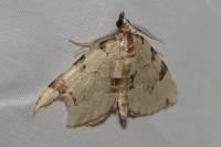Colostygia pectinataria
