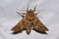 Conisania luteago