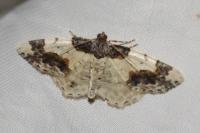 Ligdia adustata