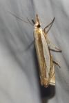 Crambus pascuella
