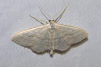Idaea subsericeata