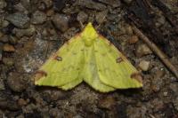 Opisthograptis luteolata