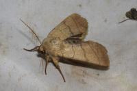 Charanyca trigrammica