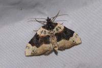 Cosmorhoe ocellata