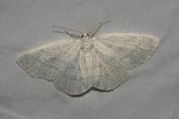 Cabera pusaria