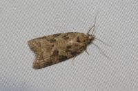 Cnephasia