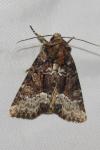 Oligia strigilis