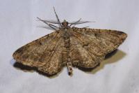 Peribatodes rhomboidaria