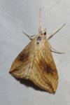 Evergestis forficalis