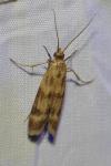 Homoeosoma sinuella