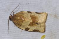Choristoneura hebenstreitella