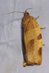Choristoneura hebenstreitella