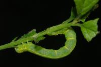Alsophila aescularia