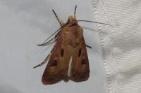 Agrotis exclamationis