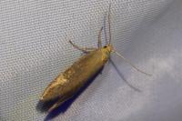 Crassa tinctella