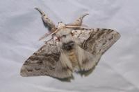Calliteara pudibunda