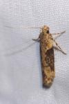 Scrobipalpa costella