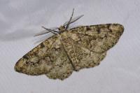 Cleorodes lichenaria