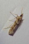 Eudonia angustea