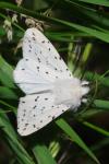 Spilosoma lubricipeda