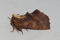 Ptilodon capucina
