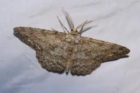 Hypomecis punctinalis