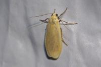 Wittia sororcula