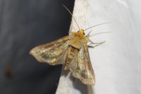Diachrysia chrysitis