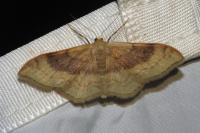 Idaea degeneraria