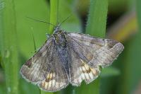 Euclidia glyphica