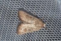 Hoplodrina octogenaria