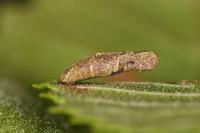 Coleophora badiipennella